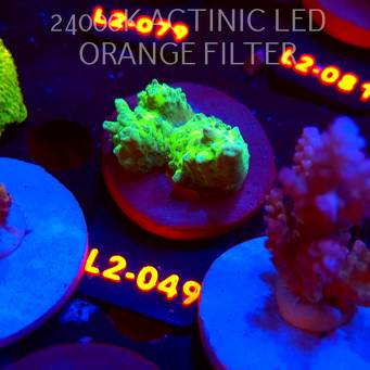 Acropora sp. PREMIUM AUSTRALIA (14.08.2026) L2-049  4cm