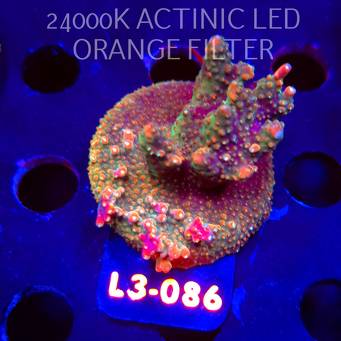 Acropora sp. PREMIUM AUSTRALIA (09.05.2026) L3-086  5cm