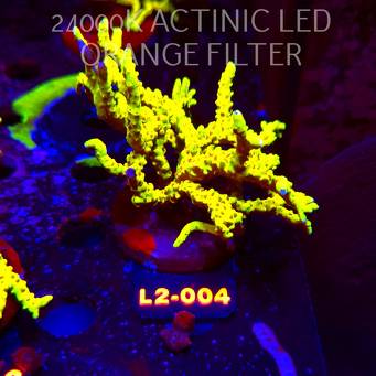 Anacropora WWC SLIMEBALL (17.03.2026) L2-004  10cm