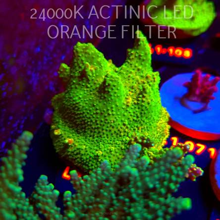 Acropora RR RAINBOW LOOM (02.08.2026) L1-070  7cm