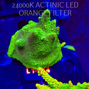 Acropora RR RAINBOW LOOM (16.03.2026) L1-014  5cm