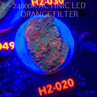 Echinophyllia Lava Rush Chalice (02.12.2025) H2-020  5cm