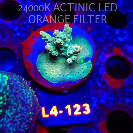 Acropora Jason Fox's Fox Flame Acro (07.01.2026) L4-123  4cm