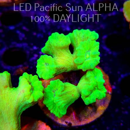 Caulastrea furcata (23.01.2025)  7P