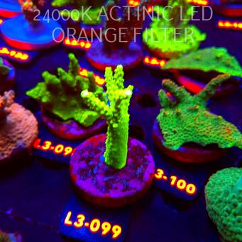 Acropora formosa TOXIC GREEN (11.09.2026) L3-099  8cm