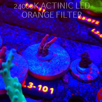 Acropora JMC PINK DREAM (05.01.2026) L3-101  2cm