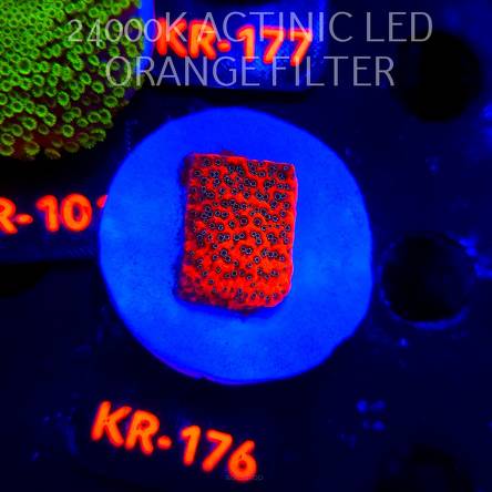 Montipora WWC DRAGON FRUIT (03.01.2026) KR-176  2.5cm