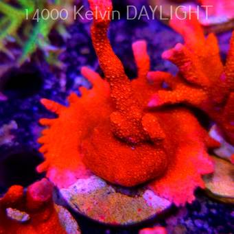 Montipora digitata RED (18.05.2025)  7cm