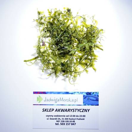 REFUGIUM MIX : Codium, chaetomorpha, caulerpa (makroglony do refugium)