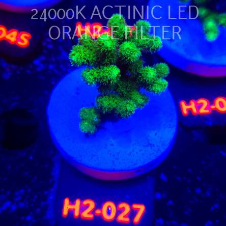 Pocillopora damicornis NEON GREEN (01.12.2025) H2-027  4cm