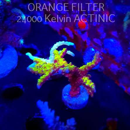 Anacropora forbesi RED-GREEN GOBLIN (04.10.2025)  5cm