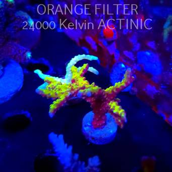 Anacropora forbesi RED-GREEN GOBLIN (04.10.2025)  5cm