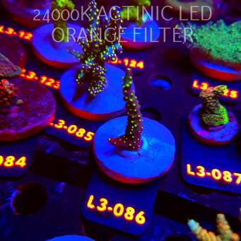 Acropora NANA TRICOLOR (11.09.2026) L3-086  6cm