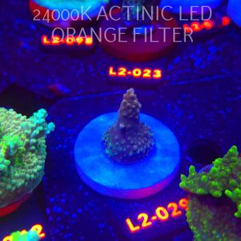 Acropora Jason Fox B33 BOMBER Acro (14.11.2025) L2-029  3cm