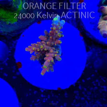 Acropora Jason Fox's B33 BOMBER Acro (24.05.2025) L2-I-22  4cm