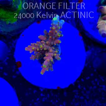 Acropora Jason Fox's B33 BOMBER Acro (24.05.2025) L2-I-22  4cm
