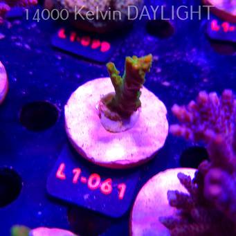 Acropora divaricata JOES MANGO GARDEN (03.08.2026) L1-061  5cm