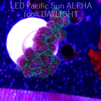 Pocillopora damicornis Bird of Paradise Birdsnest (23.01.2025)  6cm