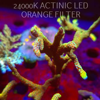 Montipora samarensis BUBBLEGUM (06.11.2025) MM1-II-29  14cm