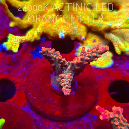 Acropora JMC SPECIAL RED (06.11.2025) MM1-II-14  5cm