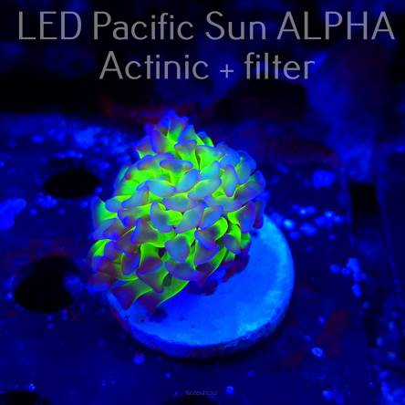 Euphyllia paraancora GREEN HOLOGRAM HAMMER (02.11.2024)