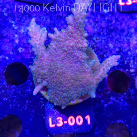 Acropora efflorescens TABLE ACRO (04.01.2026) L3-001  8cm