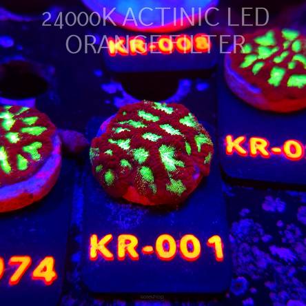 Goniastrea JASON FOX ACI FIRESTORM (10.10.2025) KR-001  3cm