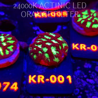 Goniastrea JASON FOX ACI FIRESTORM (10.10.2025) KR-001  3cm