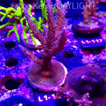 Acropora sp. AUSTRALIA  (16.03.2026) L1-121  12cm