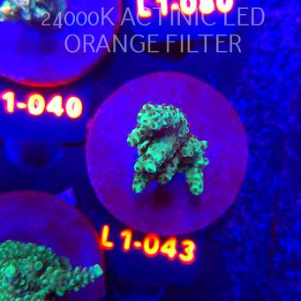 Acropora sp. URANIUM (09.10.2025) L1-043  5cm