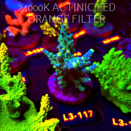 Acropora LORIPES GREEN FLAME (11.09.2026) L3-117  8cm
