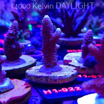 Acropora spathulata CORAL SEA ULTRA (04.02.2026) H1-022  6cm