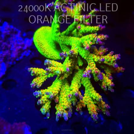 Acropora divaricata JOES MANGO GARDEN (04.03.2026)  15cm