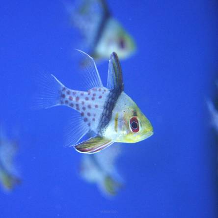 Sphaeramia nematoptera (Piżamka) rozmiar 3-4 cm