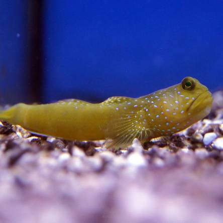 Cryptocentrus cinctus żólty rozmiar 4-5 cm (Yellow Watchman Goby)