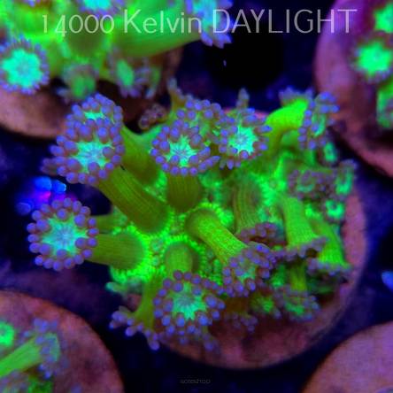 Goniopora JMC TOXIC GLITTER (15.03.2025)  4cm