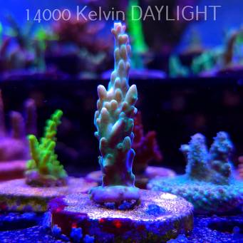 Acropora sp. AUSTRALIA (21.06.2025) L4-I-21  7cm