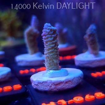 Acropora MILLEPORA RAINBOW (16.10.2025) H1-068  3cm