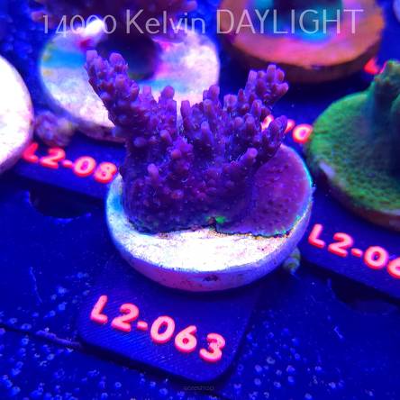 Acropora microclados CHEMICAL ROMANCE (16.11.2025) L2-063  5cm