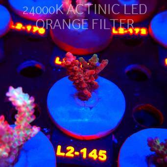 Acropora microclados RR Pink Cadillac (14.08.2026) L2-145  5cm