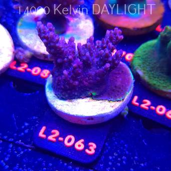 Acropora microclados CHEMICAL ROMANCE (16.11.2025) L2-063  5cm