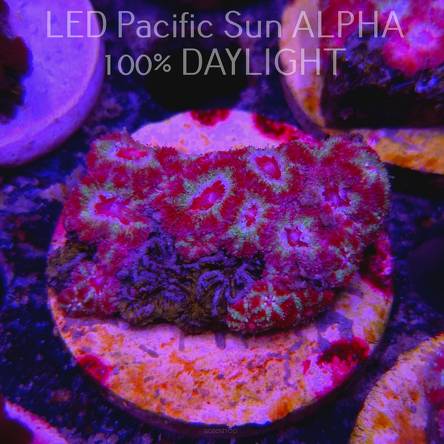 Acanthastrea lordhowensis COSMIC SUNSHINE + NEON MOON POLYPS (11.08.2024)  5cm