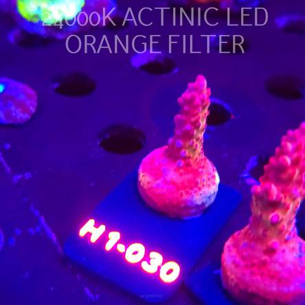 Acropora CHERRY BLOSSOM (01.02.2026) H1-030  4cm