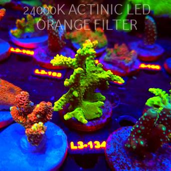 Acropora GOLD FEVER (11.09.2026) L3-134  7cm
