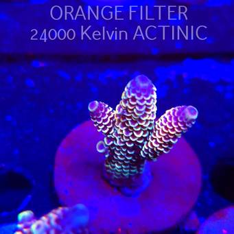 Acropora spathulata JMC DRAGON SCALES (04.10.2025)  5cm