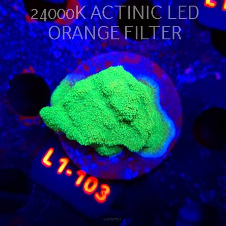 MONTIPORA GREEN-GOLD (16.03.2026) L1-103  5cm