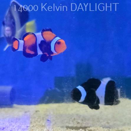  PARA Amphiprion ocellaris czarny (Black Nemo Clown)  8+6cm