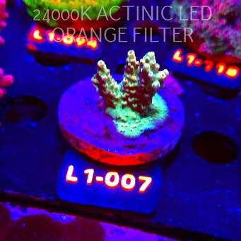 Acropora TG PINK FLOYD ACRO (14.03.2026) L1-007  4cm