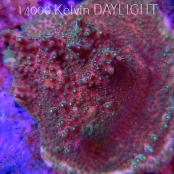 Acropora valida RAINBOW (09.05.2025) MM1-I-11  8cm