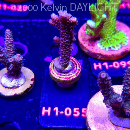 Acropora tenuis RAINBOW (02.02.2026) H1-055  6cm